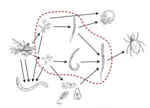 A (simplified) example of a soil food web, with the groups measured by Wagg et al. (2014) indicated by the dashed line.